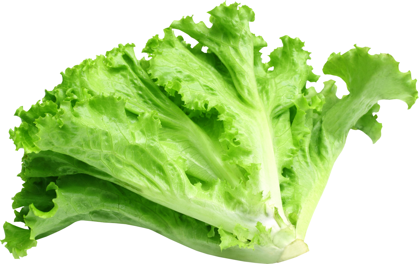 Fresh Organic Lettuce